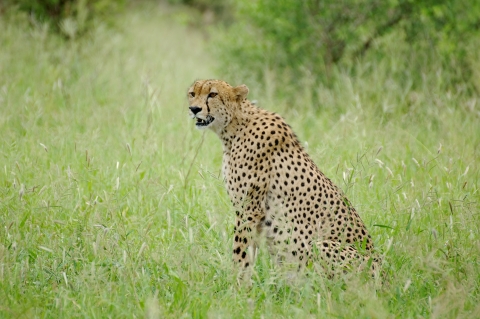 Gepard im Kruger