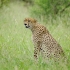 Gepard im Kruger Gepard im Kruger
