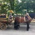 Siegertsbrunn - Leonhardiritt 2012 - Siegertsbrunn - Leonhardiritt 2012 -