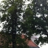 Siegertsbrunn - Leonhardiritt 2012 - Siegertsbrunn - Leonhardiritt 2012 -