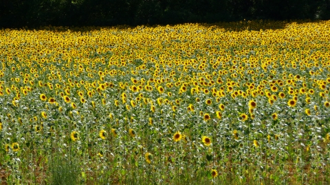 Vence - Sonnenblumenfeld Vence - Sonnenblumenfeld