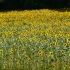 Sonnenblumenfeld Sonnenblumenfeld