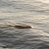 schwimmende Bieberratte schwimmende Bieberratte