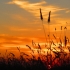 Sunset Alberta