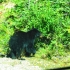 Schwarzbär nördlich vo Lake Louise Schwarzbär nördlich vo Lake Louise