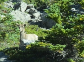 Bighorn Sheep