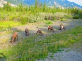 Bighorn Sheeps