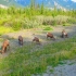 Bighorn Sheeps