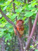 &auml;s Eichh&ouml;rnchen