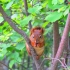 &auml;s Eichh&ouml;rnchen
