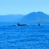 Orcas