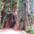Bäum im Redwood Park Bäum im Redwood Park