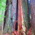 Baum im Redwood Park Baum im Redwood Park