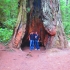 Baum im Redwood Park Baum im Redwood Park