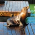 Pier 39 Pier 39