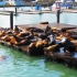 Pier 39 Pier 39