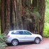 Üses Auto vorämä Mammutbaum im Redwood Park Üses Auto vorämä Mammutbaum im Redwood Park