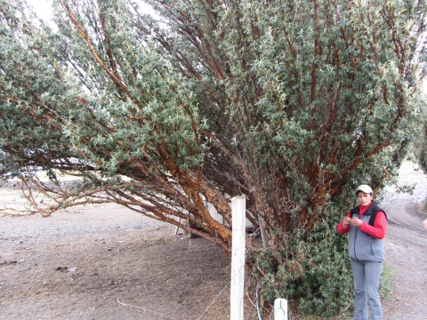 Cotopaxi - Bolilepsis Cotopaxi - Bolilepsis
