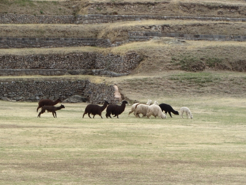 Cusco - Lamas in Saqsayhuaman Cusco - Lamas in Saqsayhuaman