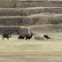 Lamas in Saqsayhuaman Lamas in Saqsayhuaman