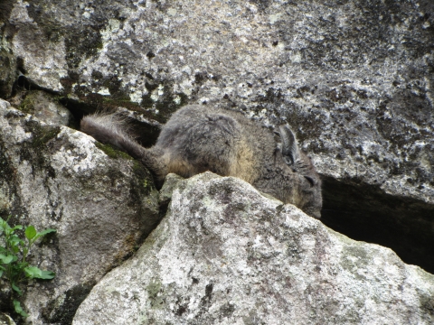 Machu Picchu - Chinchilla Machu Picchu - Chinchilla