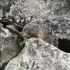 Chinchilla Chinchilla