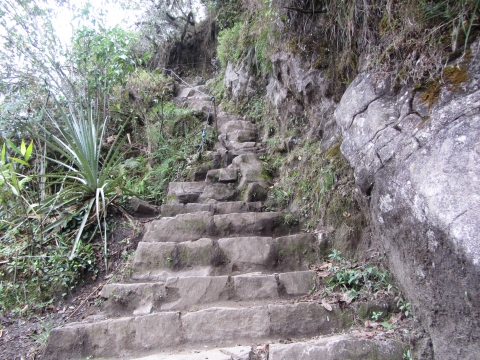 Machu Picchu - dort hinauf zum Huayna P. Machu Picchu - dort hinauf zum Huayna P.