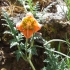 Brenesselblume(?) Brenesselblume(?)