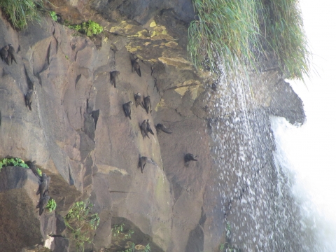 Iguaçu- Wasserfälle - Mauersegler Iguaçu- Wasserfälle - Mauersegler