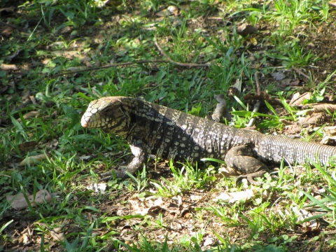 Iguaçu- Wasserfälle - Leguan Iguaçu- Wasserfälle - Leguan