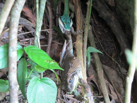 Iguaçu- Wasserfälle - Schlange jagt Frosch Iguaçu- Wasserfälle - Schlange jagt Frosch