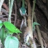Schlange jagt Frosch Schlange jagt Frosch