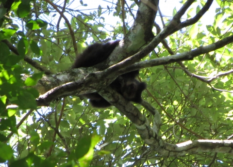 Iguaçu- Wasserfälle - Affe im Baum Iguaçu- Wasserfälle - Affe im Baum