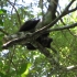 Affe im Baum Affe im Baum