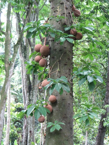 Rio de Janeiro, Botanischer Garten Rio de Janeiro, Botanischer Garten