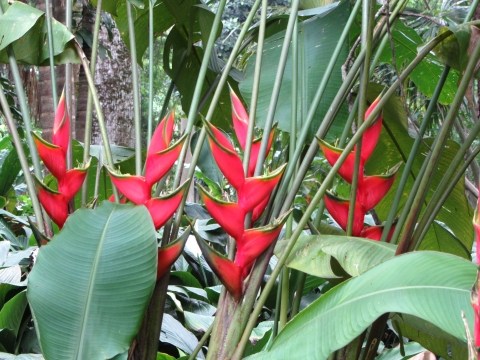 Rio de Janeiro, Botanischer Garten Rio de Janeiro, Botanischer Garten