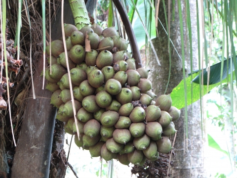 Rio de Janeiro, Botanischer Garten Rio de Janeiro, Botanischer Garten