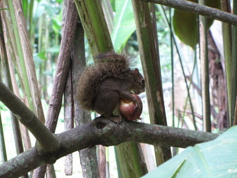 Rio de Janeiro, Botanischer Garten Rio de Janeiro, Botanischer Garten