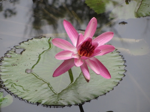 Rio de Janeiro, Botanischer Garten Rio de Janeiro, Botanischer Garten