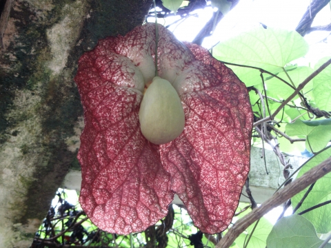 Rio de Janeiro, Botanischer Garten Rio de Janeiro, Botanischer Garten