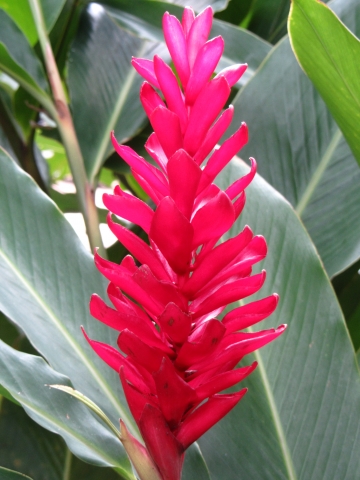 Rio de Janeiro, Botanischer Garten Rio de Janeiro, Botanischer Garten
