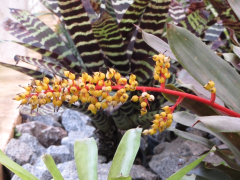 Rio de Janeiro, Botanischer Garten Rio de Janeiro, Botanischer Garten