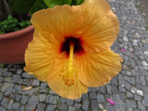 Rio de Janeiro, Botanischer Garten Rio de Janeiro, Botanischer Garten