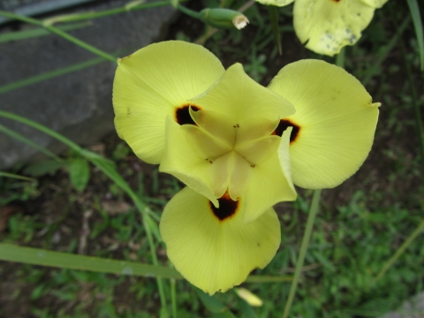 Rio de Janeiro, Botanischer Garten Rio de Janeiro, Botanischer Garten