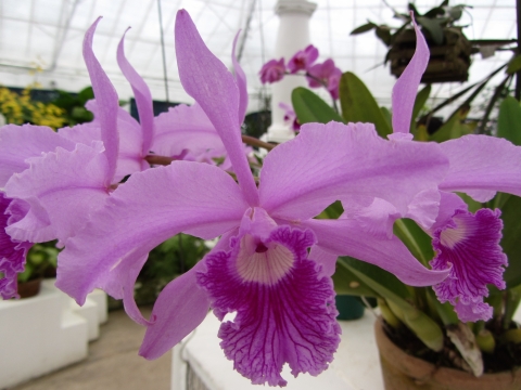 Rio de Janeiro, Botanischer Garten Rio de Janeiro, Botanischer Garten