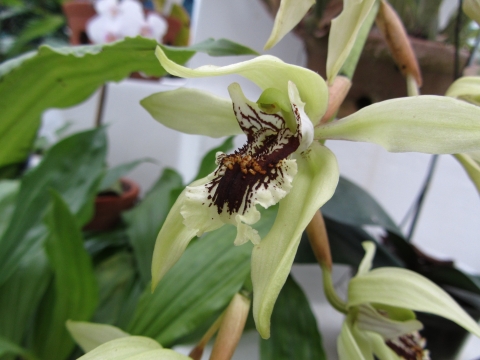 Rio de Janeiro, Botanischer Garten Rio de Janeiro, Botanischer Garten