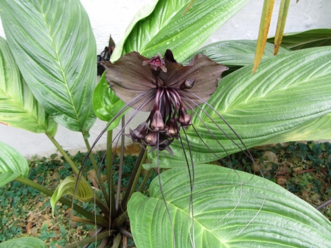 Rio de Janeiro, Botanischer Garten Rio de Janeiro, Botanischer Garten