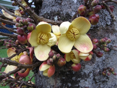 Rio de Janeiro, Botanischer Garten Rio de Janeiro, Botanischer Garten