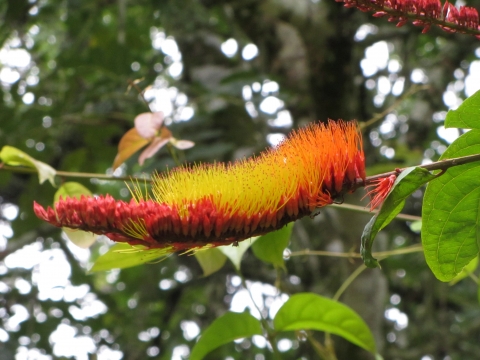 Rio de Janeiro, Botanischer Garten Rio de Janeiro, Botanischer Garten