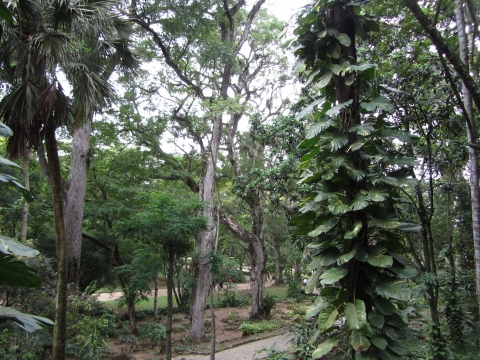 Rio de Janeiro, Botanischer Garten Rio de Janeiro, Botanischer Garten